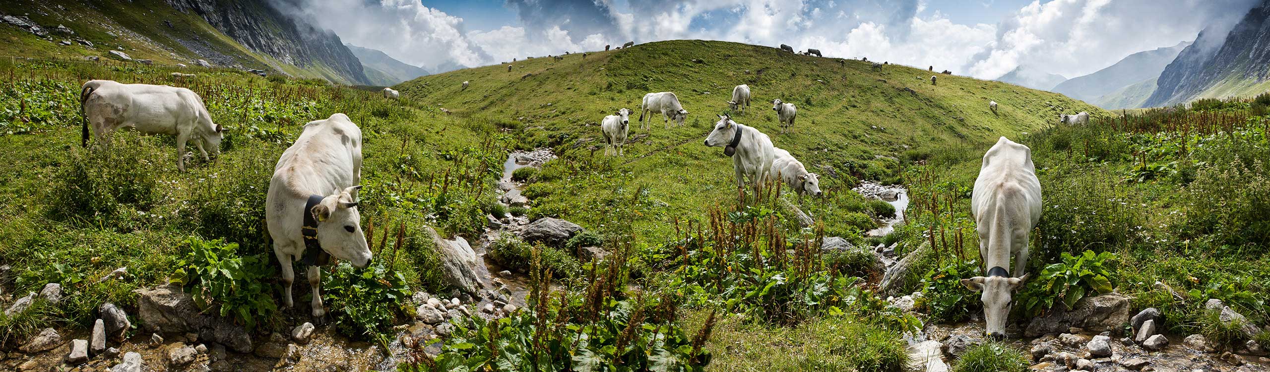 cows mountain pastures